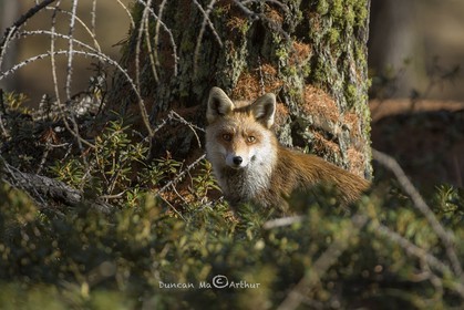 Le renard