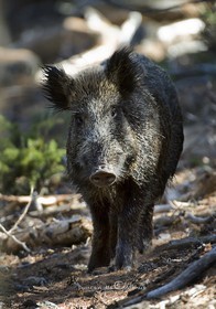 Wild boar