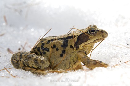 Grenouille rousse dans la neige