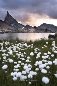 Bog cotton at lake Blanchet