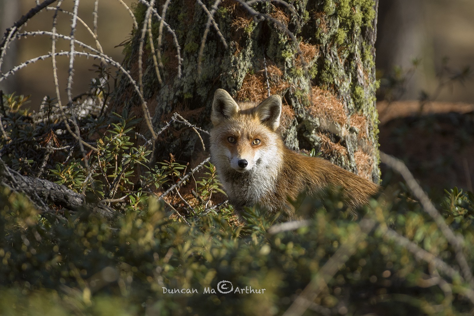 Le renard