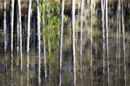 Reflets dans le lac de Roue