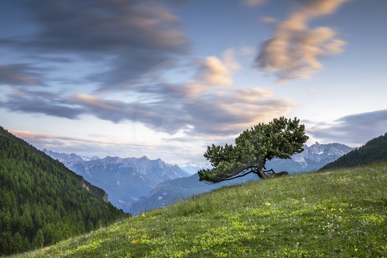 Le solitaire (pin à crochets)