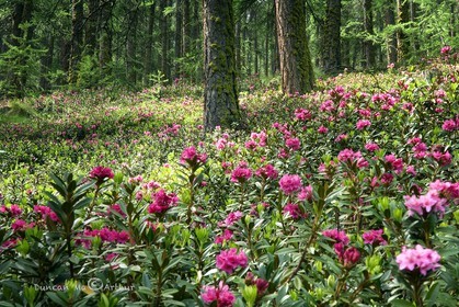 Rhododendrons sous la forêt de mélèzes