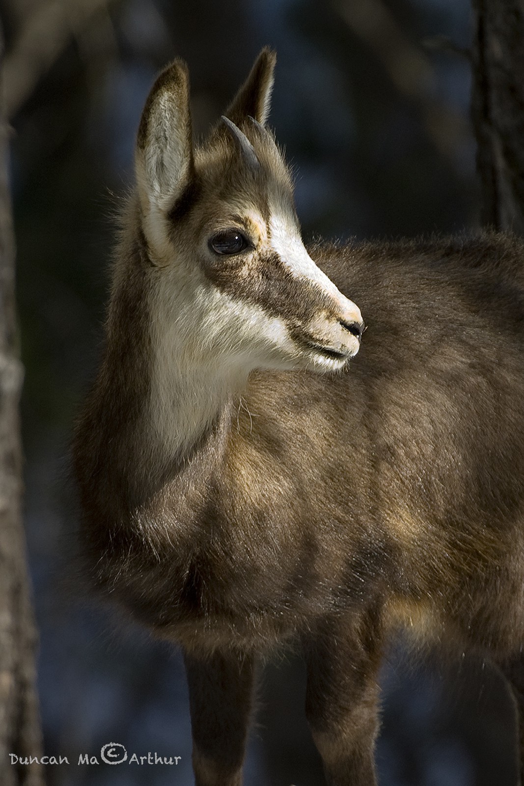 Portrait d'un petit chamois