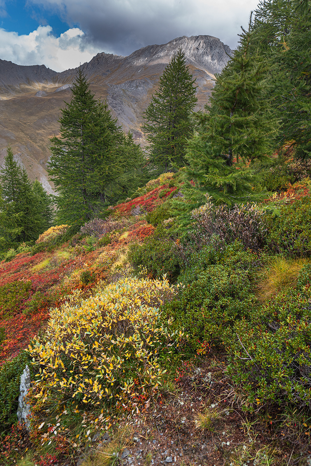 Couleurs de septembre face au Grand Queyras.