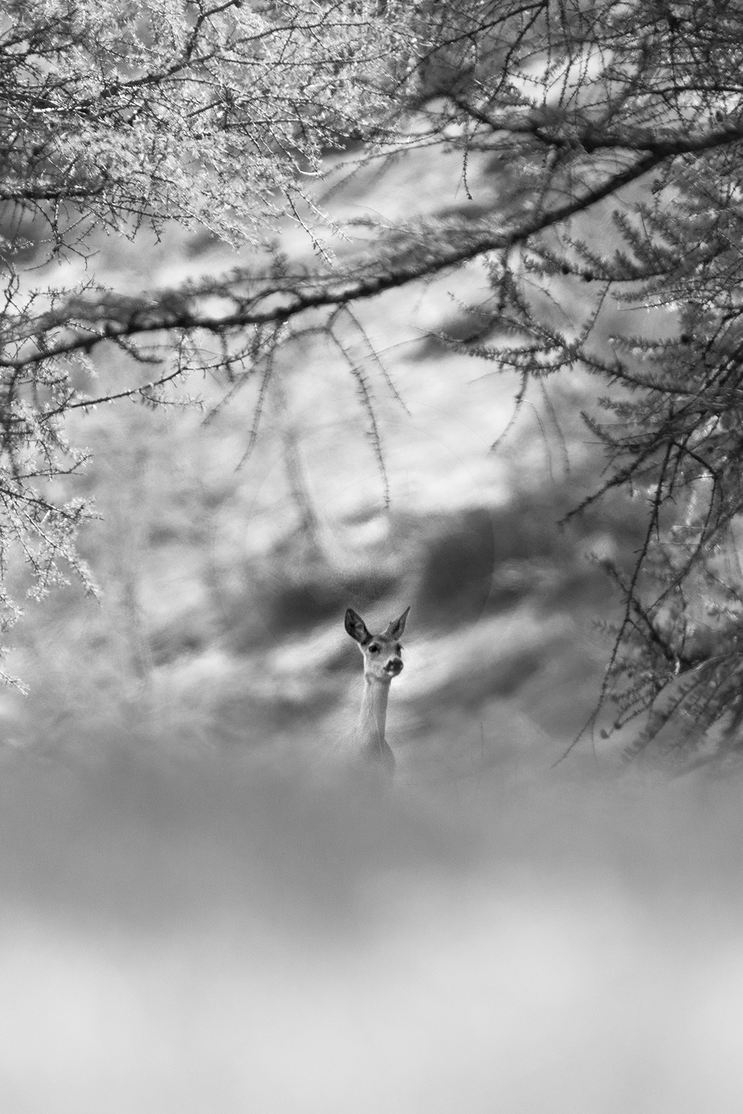 La chevrette, si curieuse