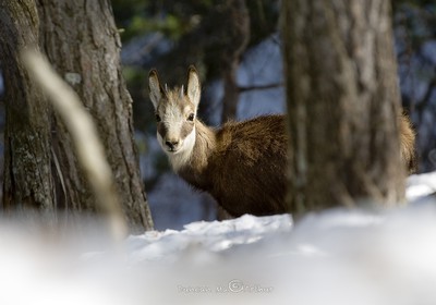 Young chamois