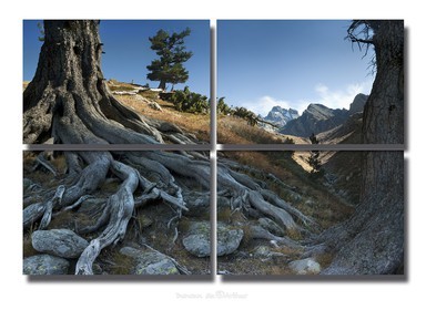 Racines d'un pin cembro et le mont Viso