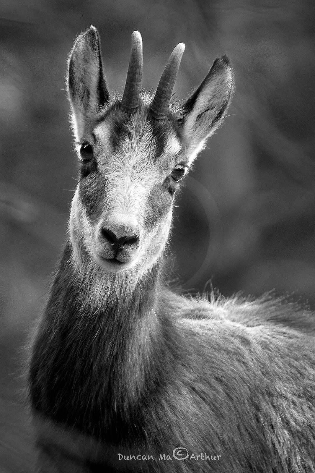 portait d'un chamois