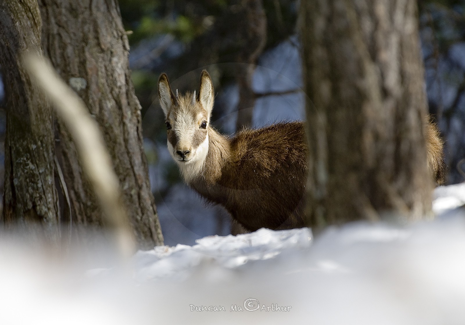 Petit chamois