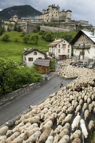 Transhumance à Château Queyras